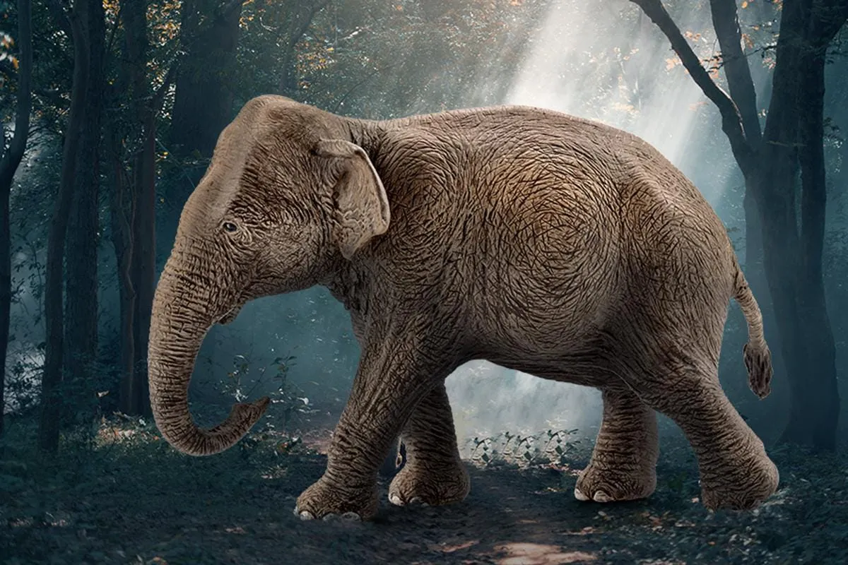 Asian elephant, female